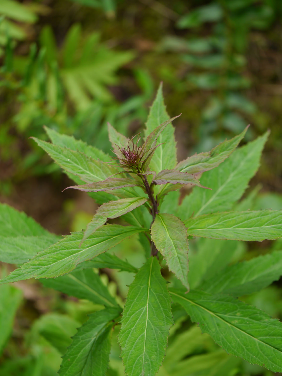 Cardinal flower Identify that Plant