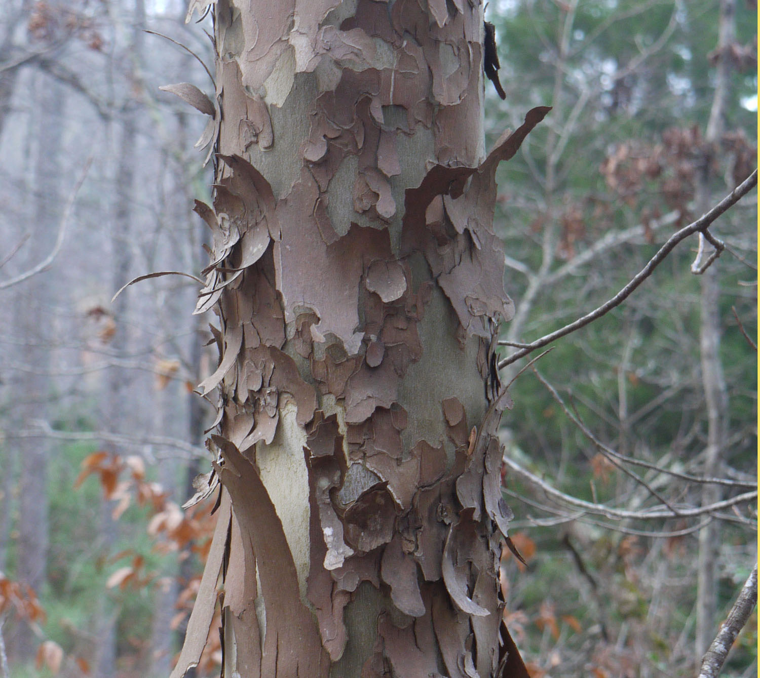 Sycamore Identify that Plant