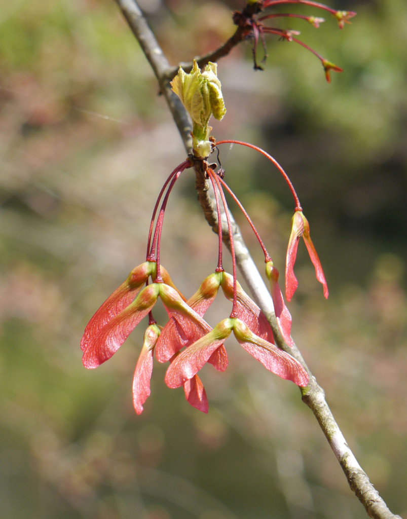 Red maple (Acer rubrum) Identify that Plant
