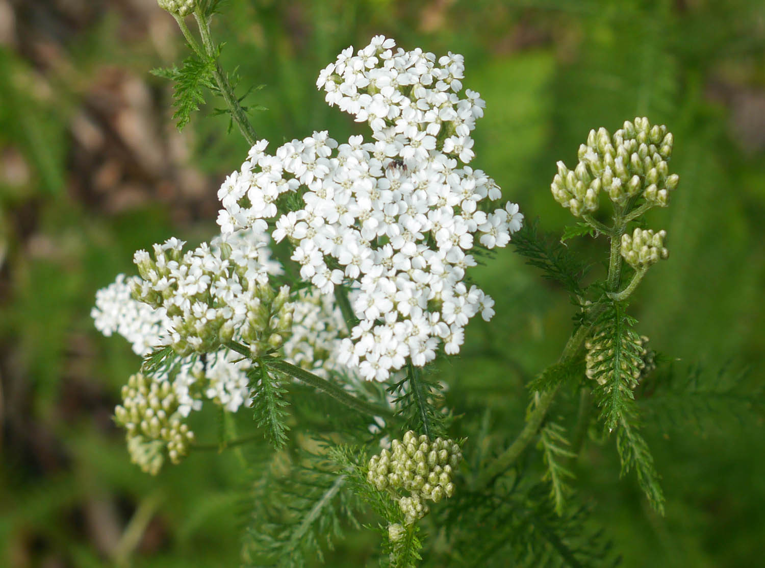 Yarrow Identify that Plant