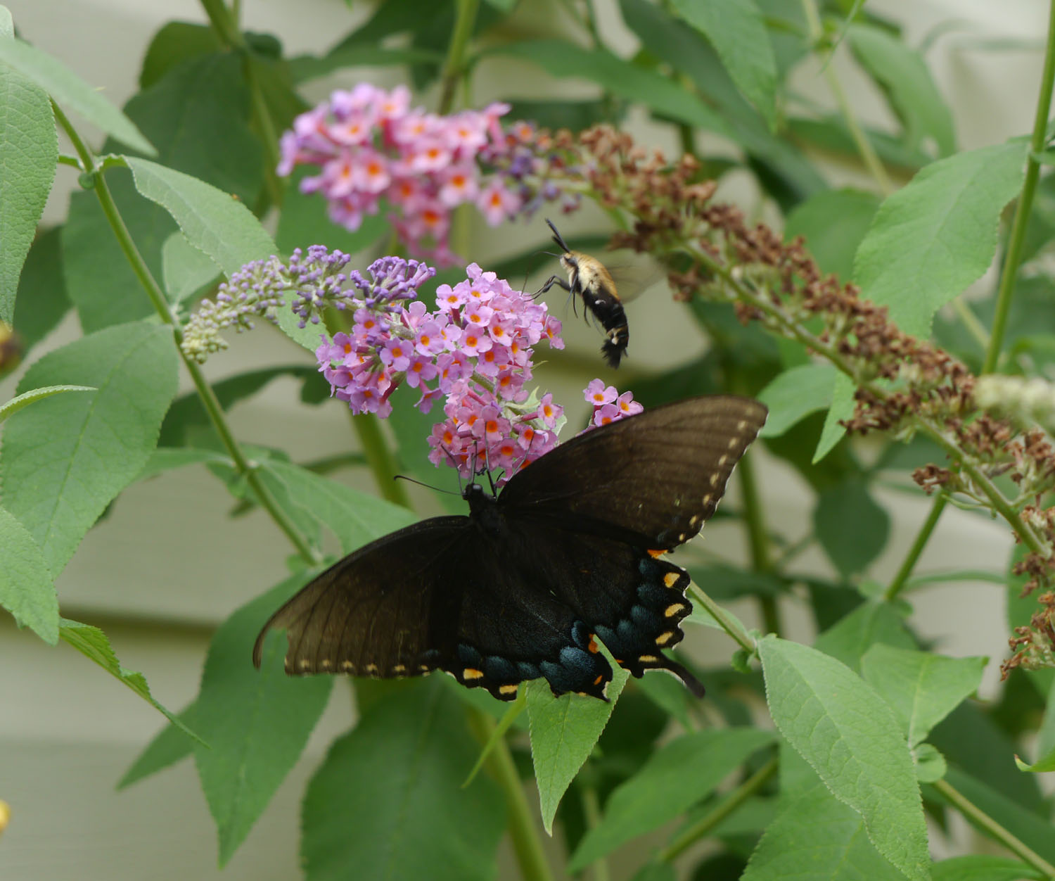 Butterfly bush Identify that Plant