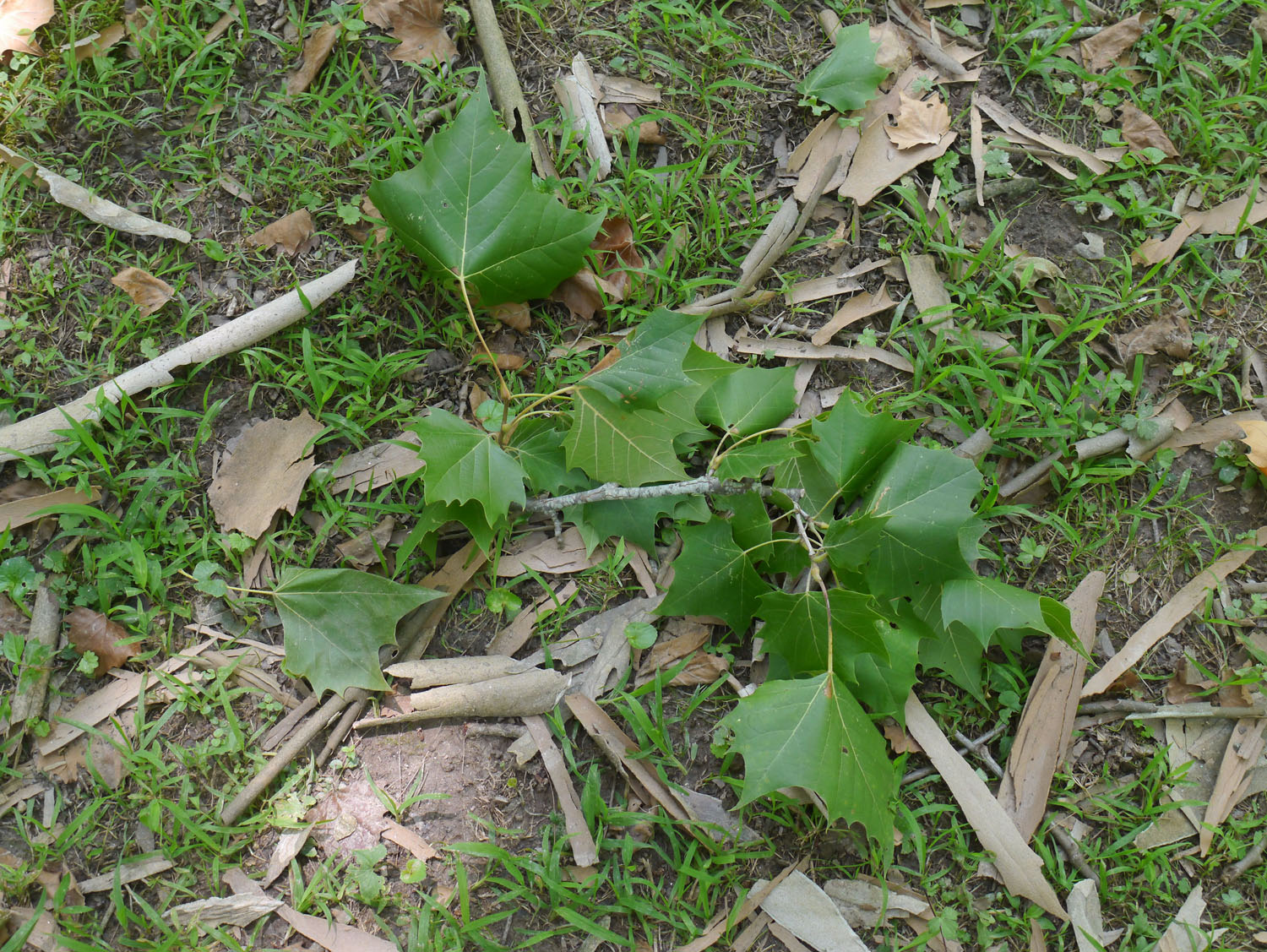 Sycamore Identify that Plant