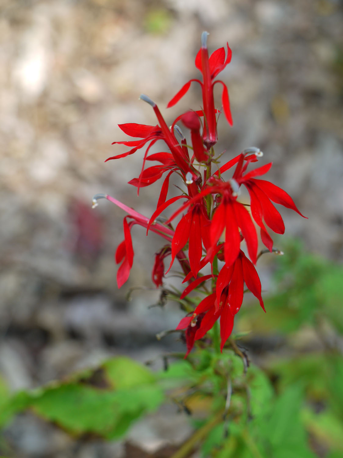 Cardinal flower Identify that Plant