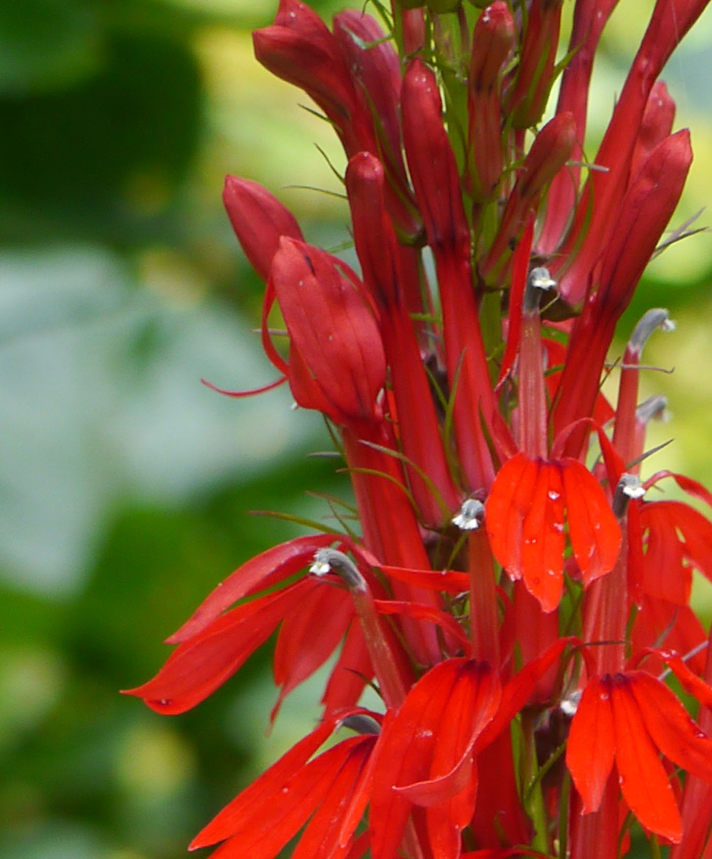 Cardinal flower Identify that Plant