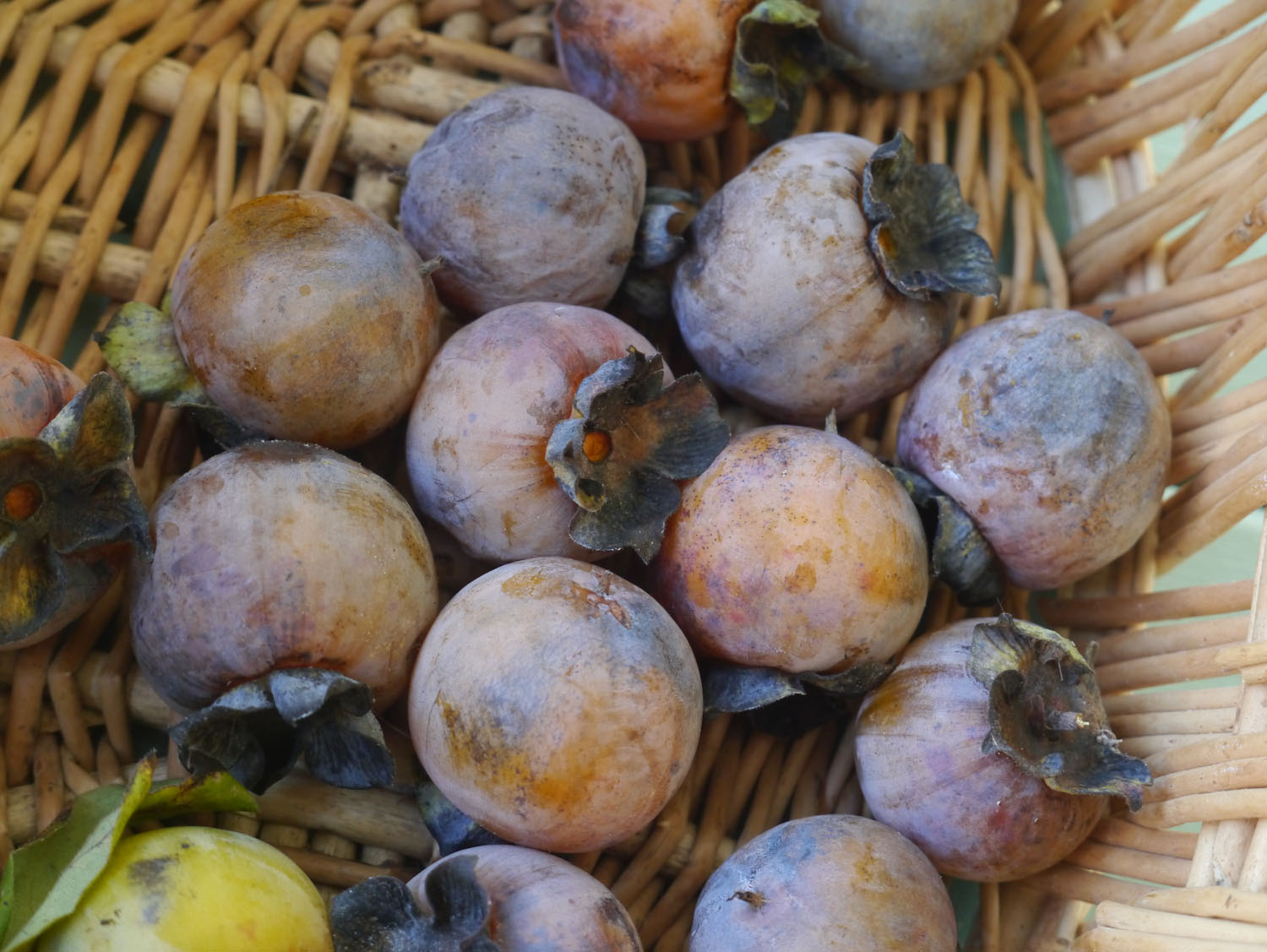 Persimmon Identify that Plant
