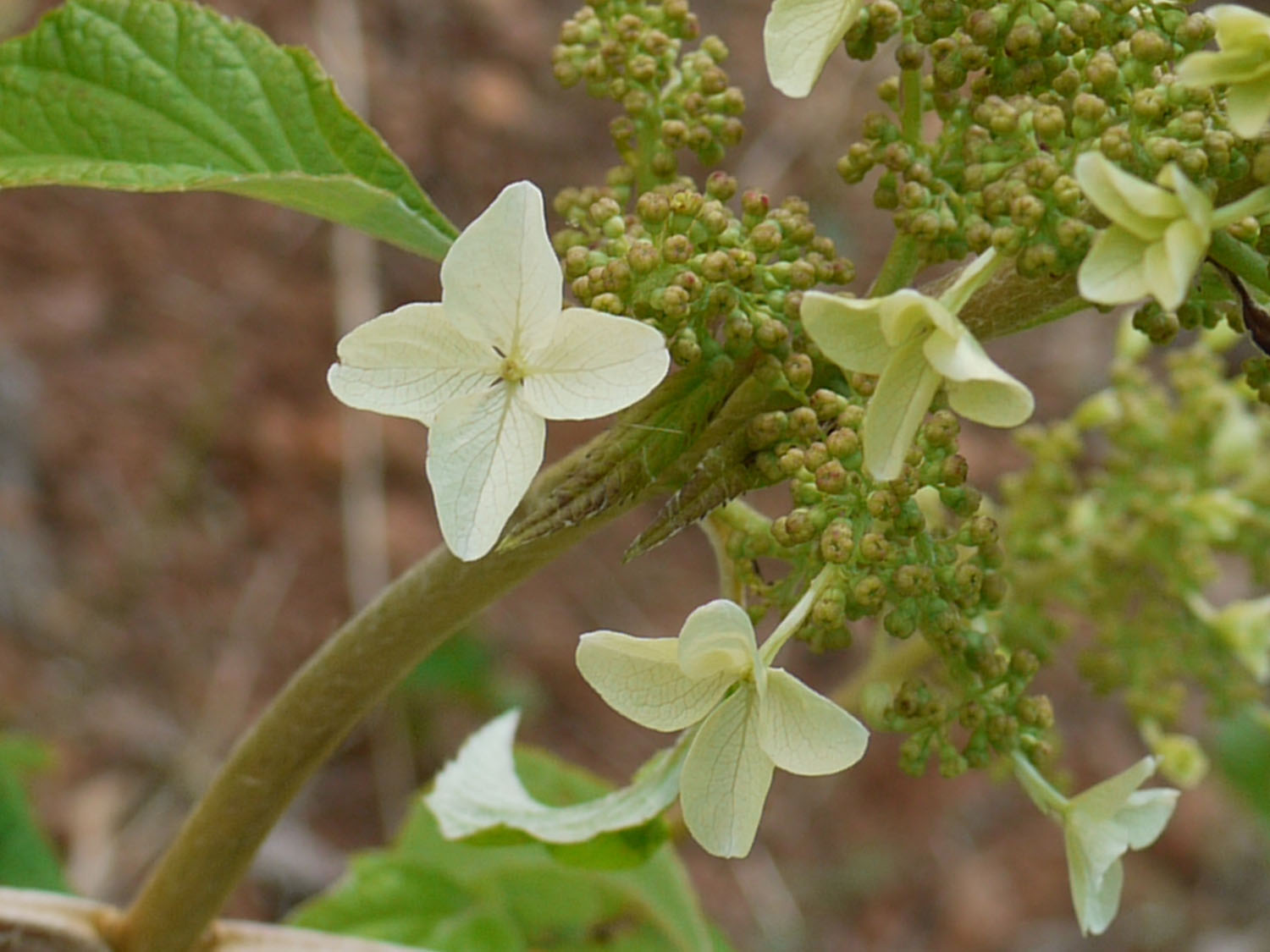 065-c | Identify that Plant