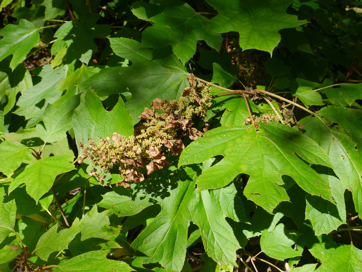 065-e | Identify that Plant