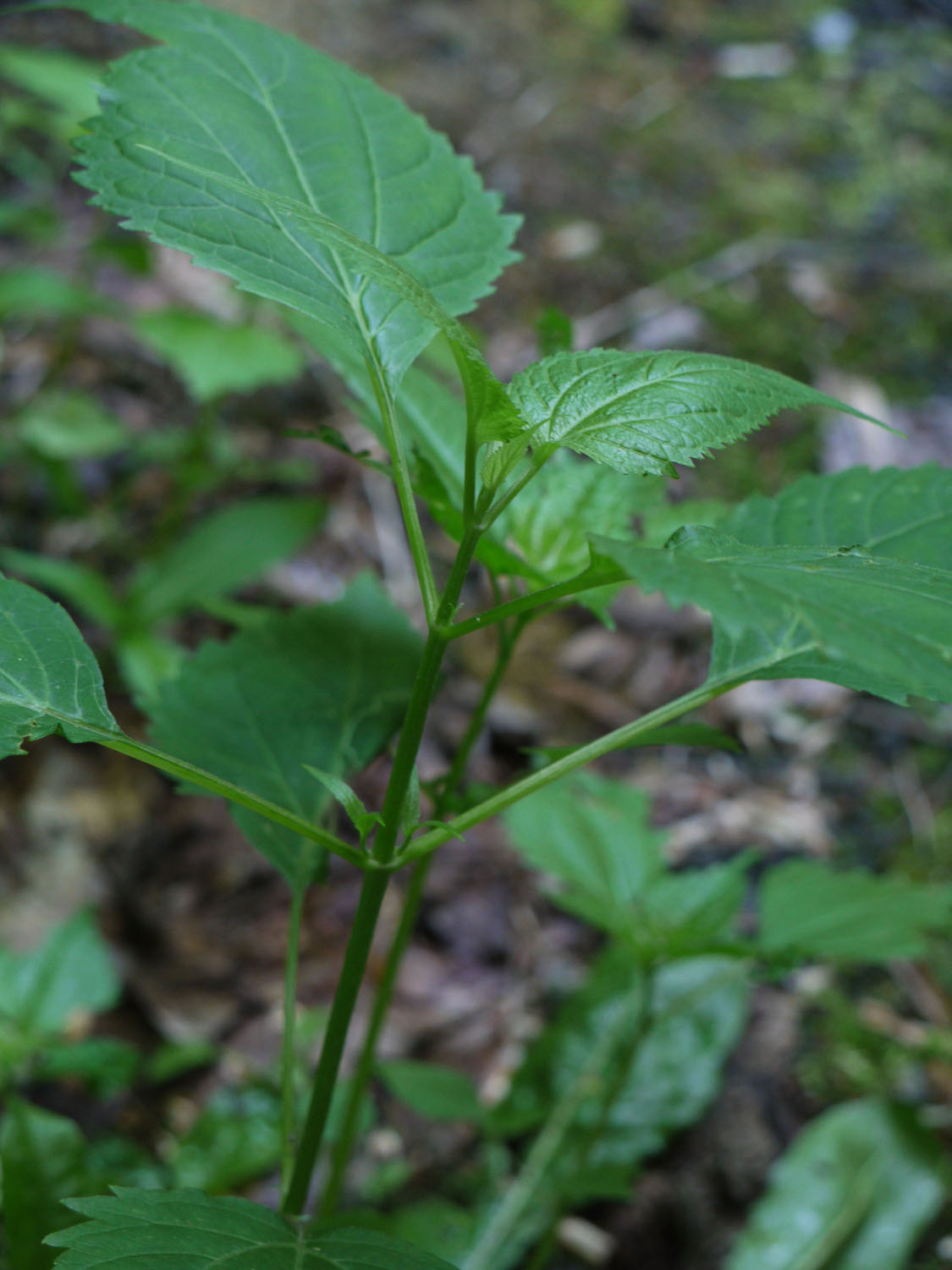 Identify that Plant Confidently master the skill of correct plant
