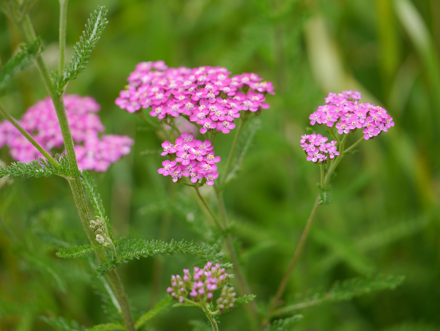 Pink yarrow Identify that Plant
