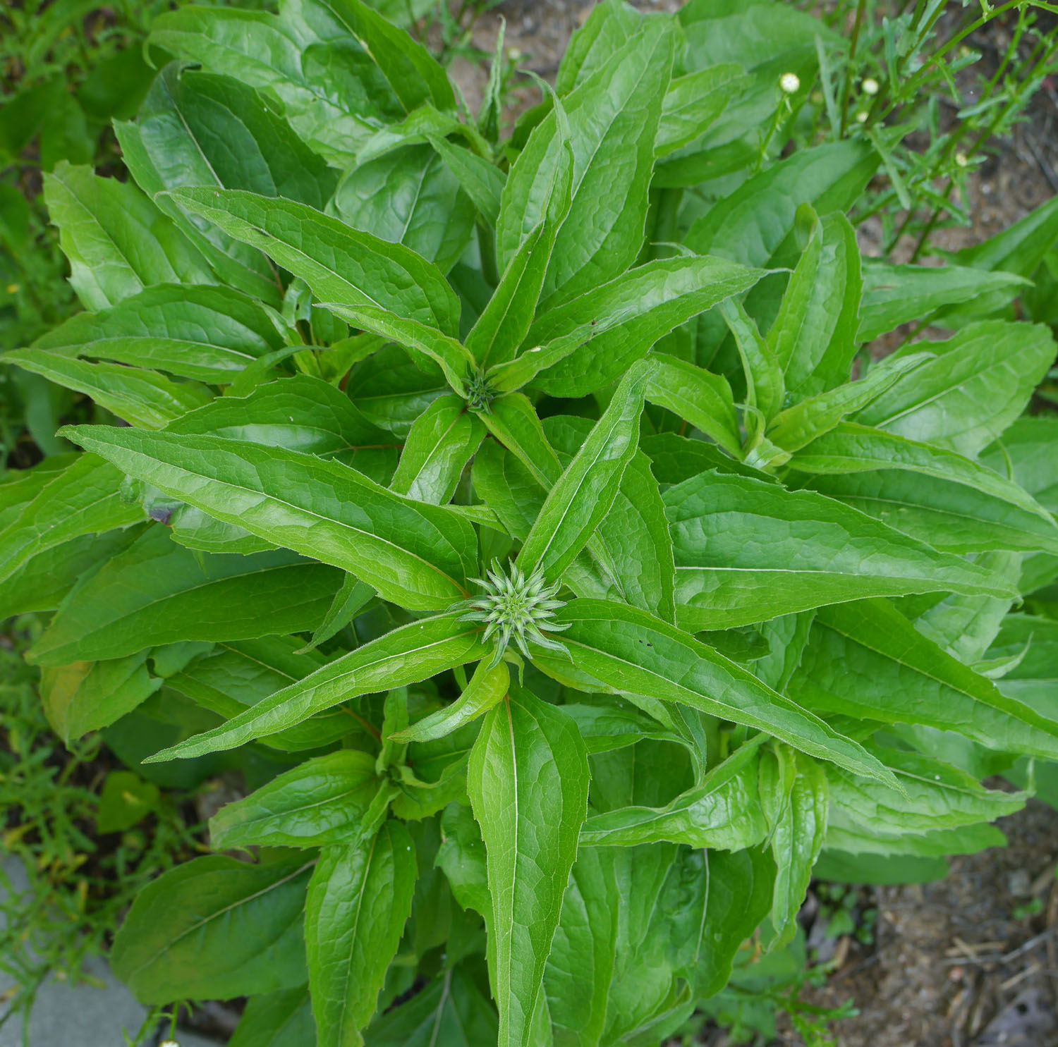 081-b | Identify that Plant