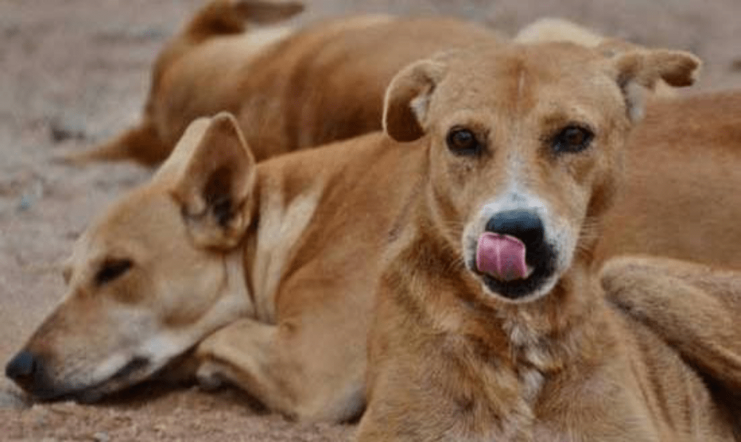 Member of parliament suggests exporting stray dogs to dog meat eating