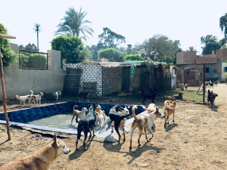 Stray Animal Shelters In Need Of Donations Around Cairo