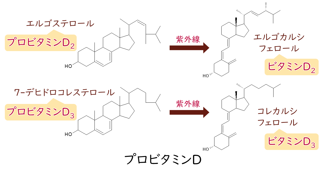 脂溶性ビタミン｜気になる遺伝子