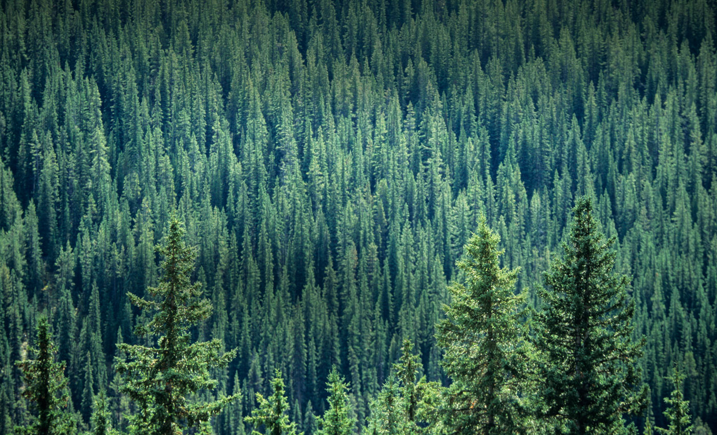 Home Idaho Forest Group