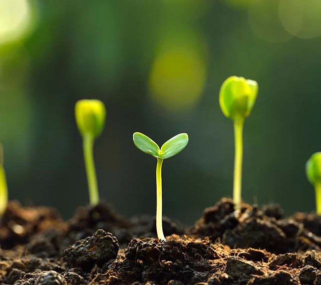 Seeds To Start In August — Green Acres Nursery & Supply