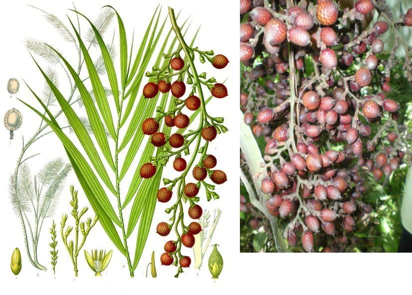 Rotan Jernang Besar : Manfaat - Efek Samping dan Cara Penggunaan - IDN Medis