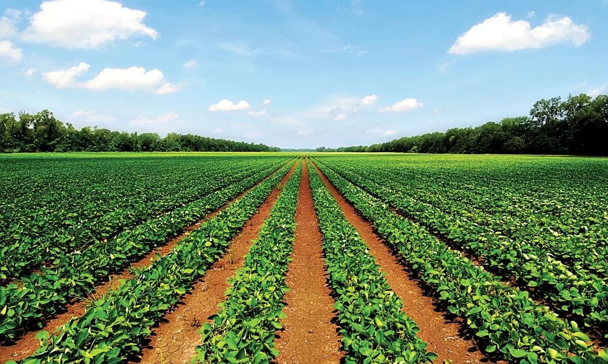 Drip Irrigation in Nigeria WaterEfficient Farming