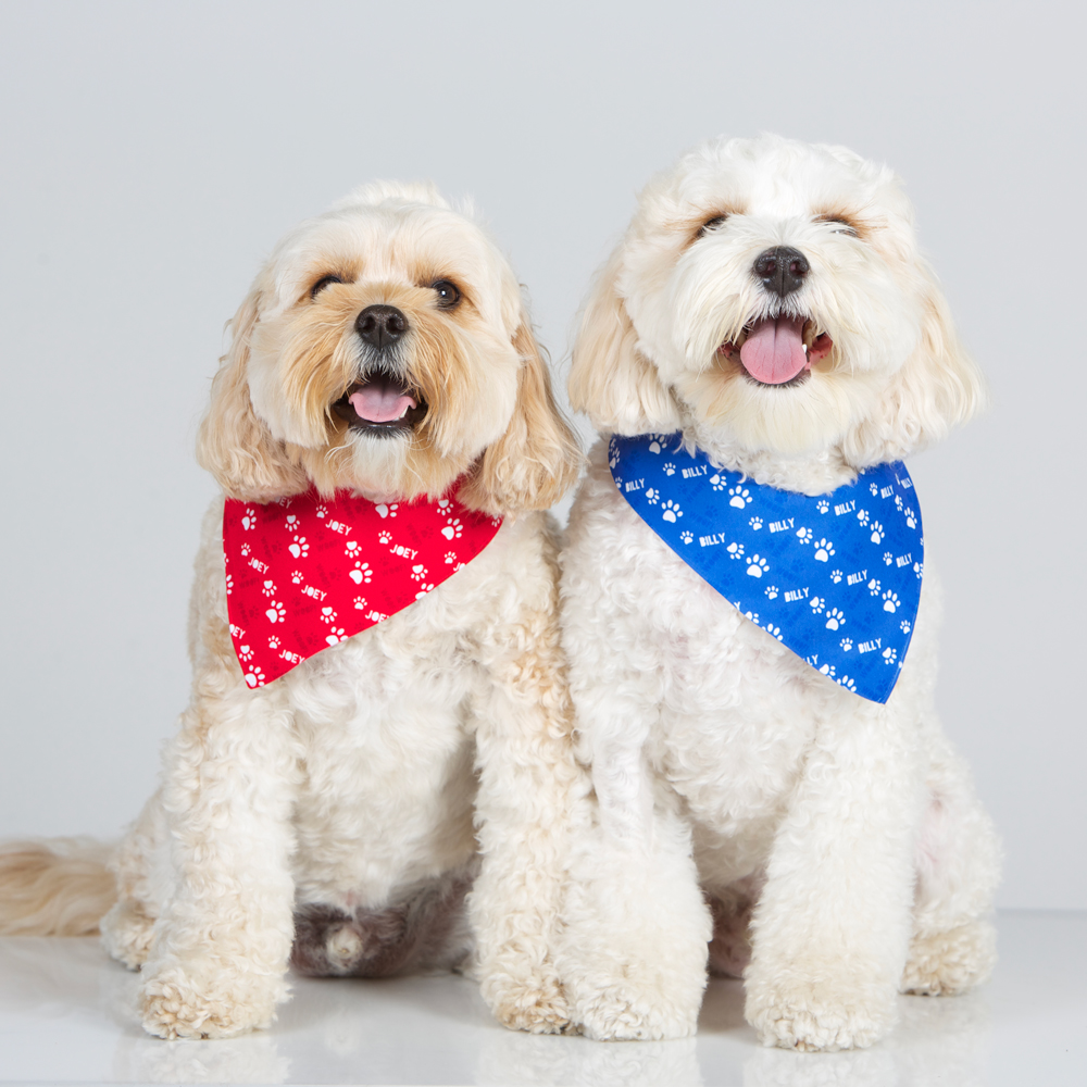 Buy Dog Clothes Online, Designer Dog Clothing Melbourne, Australia