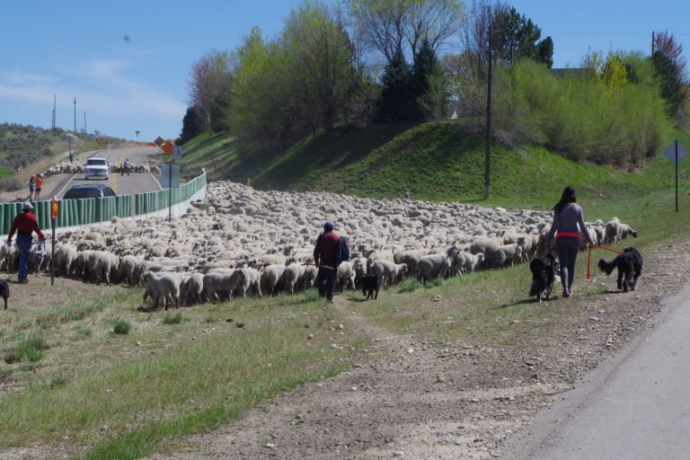 Sheep rancher Frank Shirts trails sheep across Idaho 55 on way to Boise