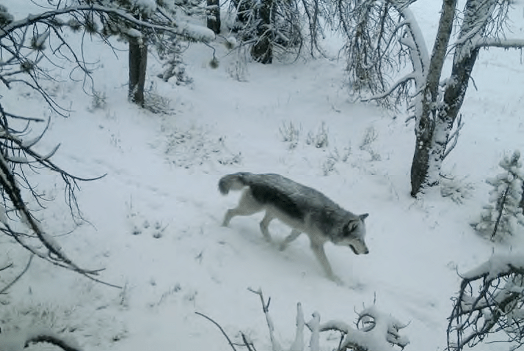 Wolves Part 2 Wolf Reintroduction in Idaho (19952011) Idaho