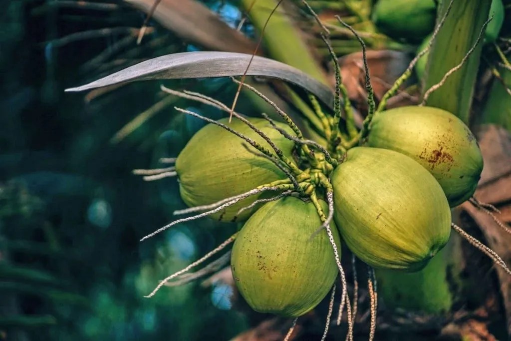 Coconuts Dream Meaning iDre.am Dream Dictionary