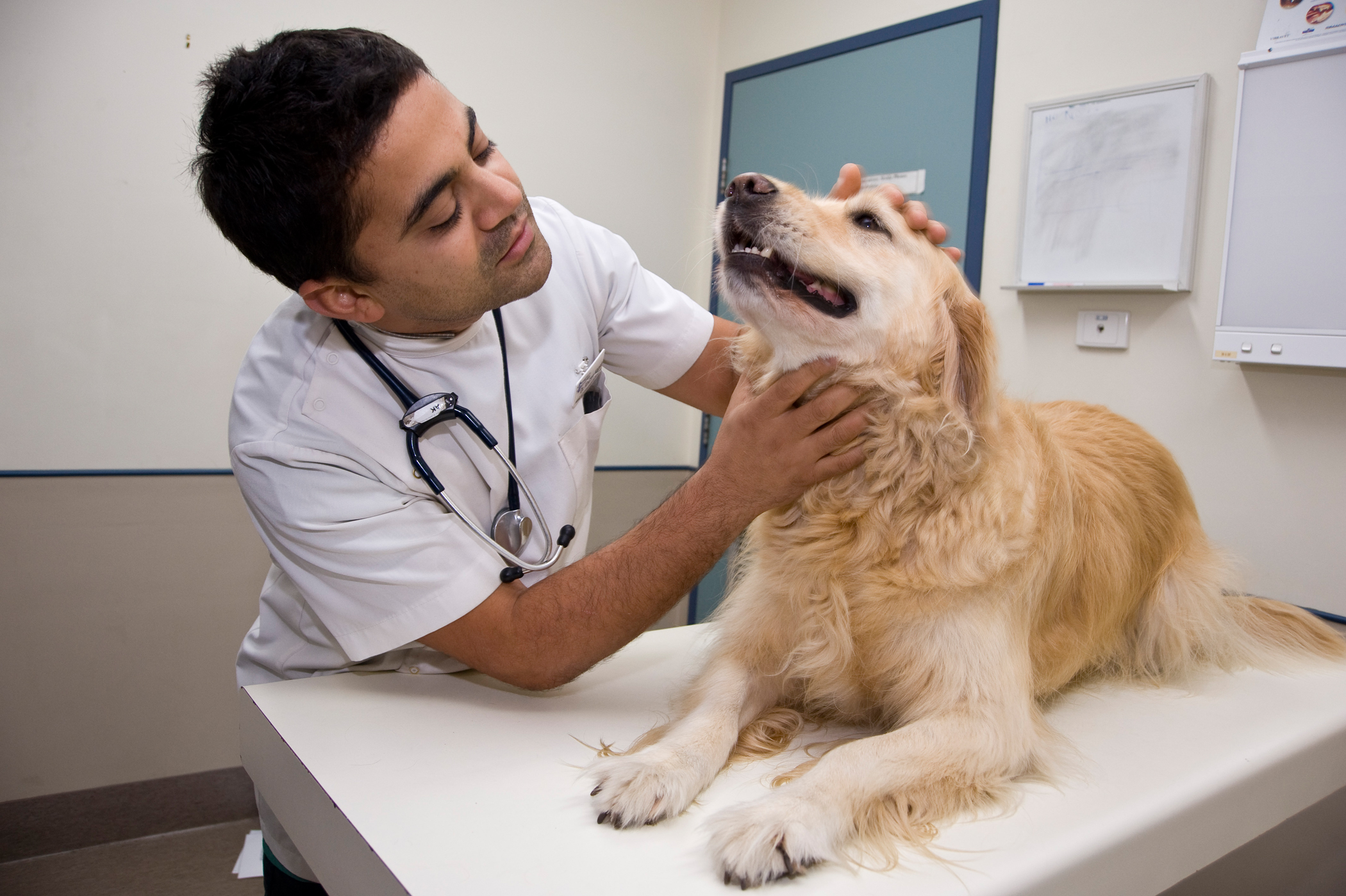 How to Veterinary Doctor in India iDreamCareer