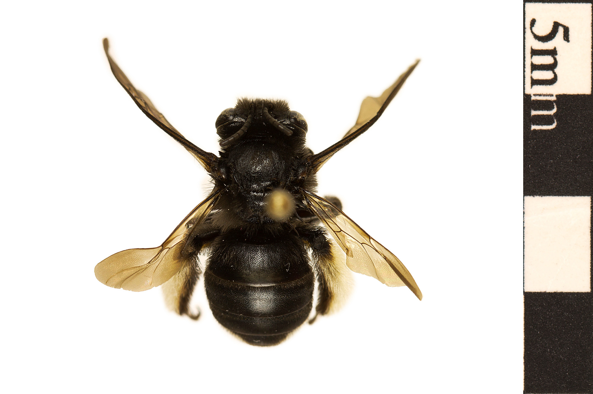 Longhorned Bee Smithsonian Institution