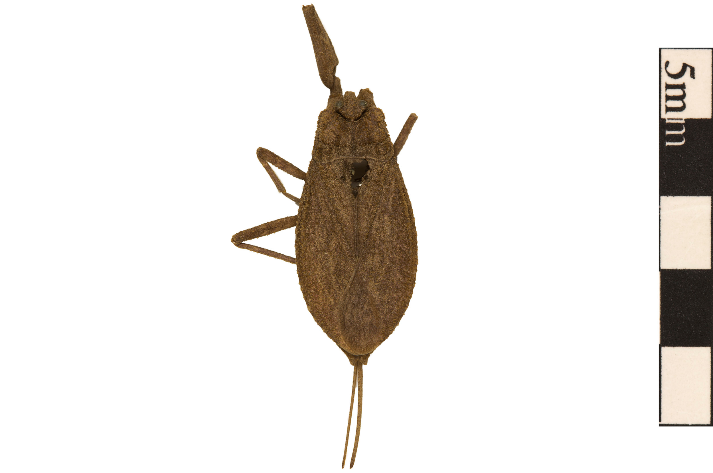Water Scorpion | Smithsonian Institution