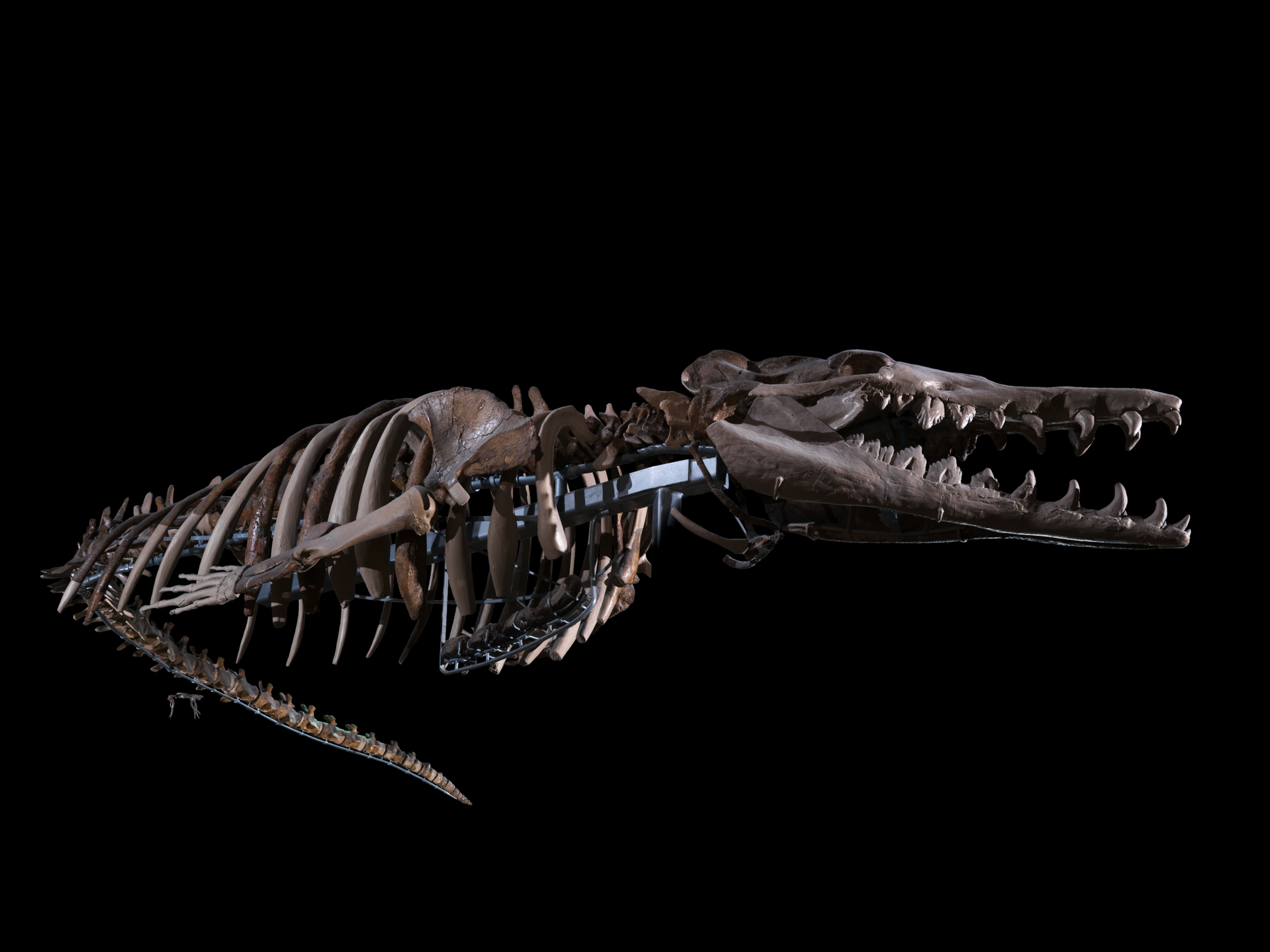 Basilosaurus cetoides (Owen, 1839) Smithsonian Institution