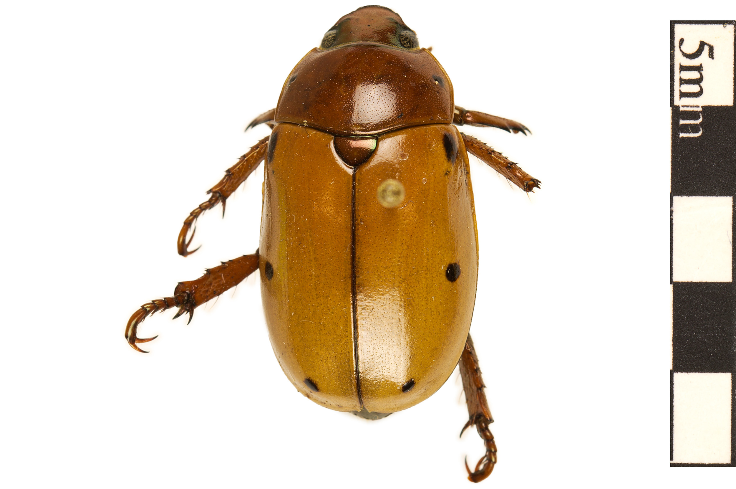 Grapevine Beetle Smithsonian Institution