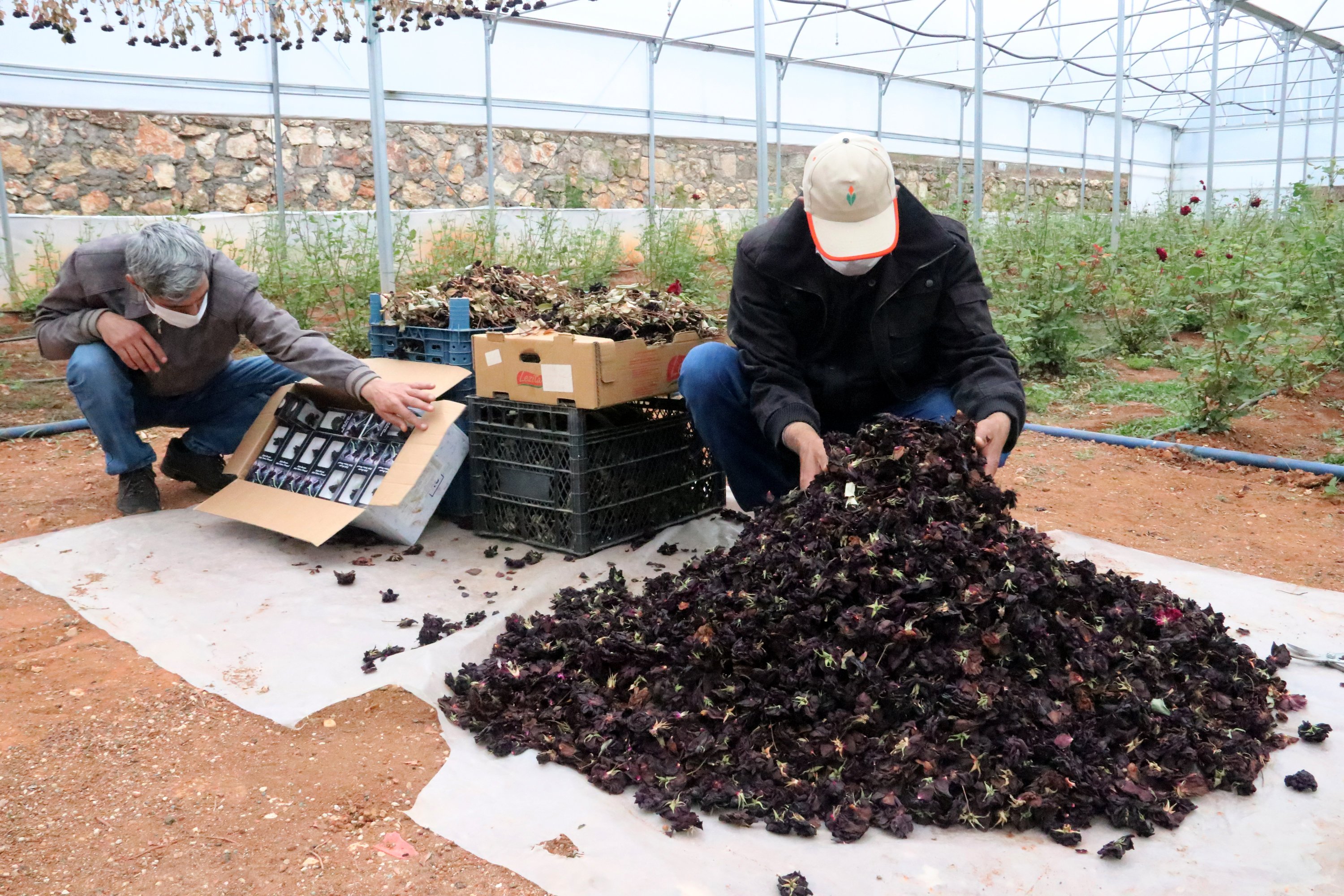 Harvest begins for rare 'black roses' of Halfeti, pearl of the