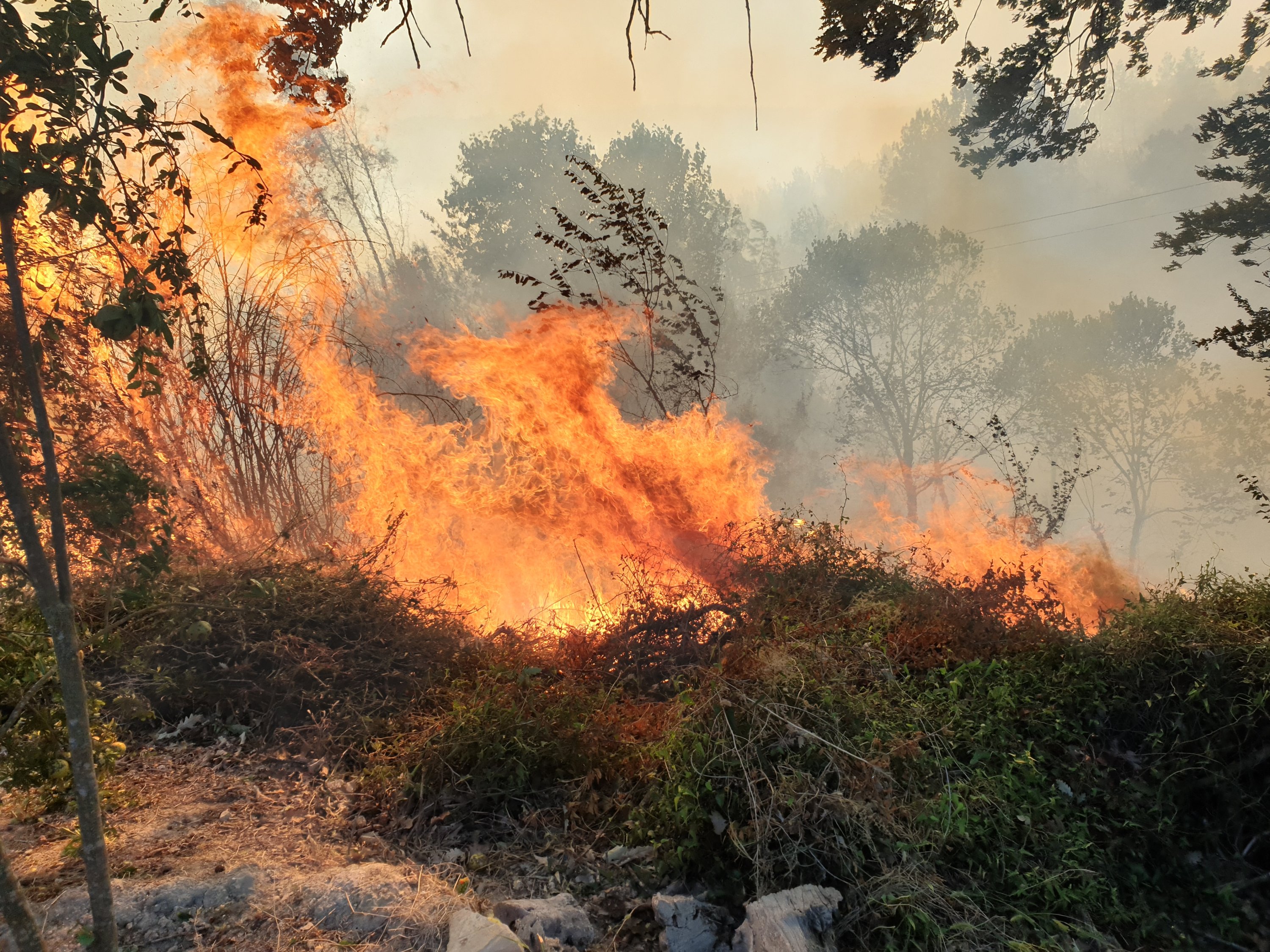 Forest fires damage 4,298 hectares of land this year in Turkey Daily