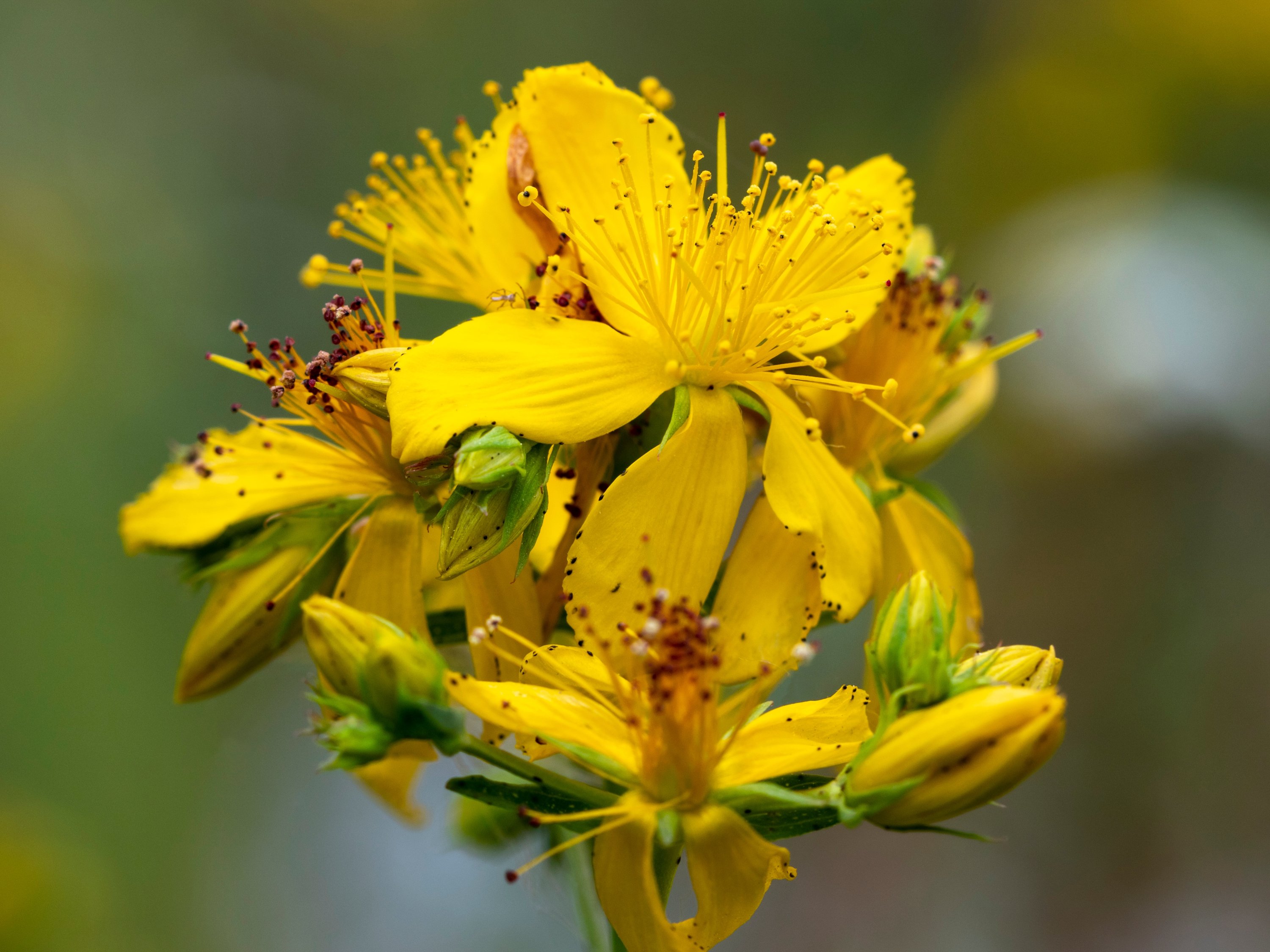 Look out for Turkey’s summer flowers, plants and trees Daily Sabah