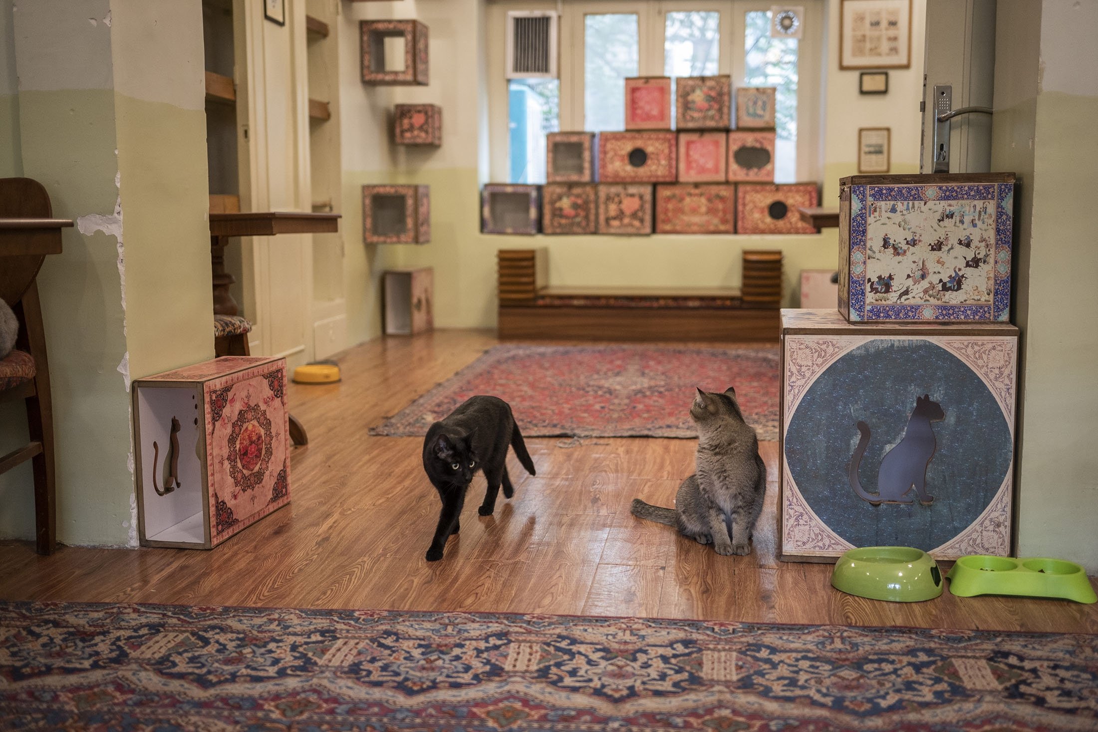 Kitty exhibition Persian feline museum hosts real stray cats Daily Sabah