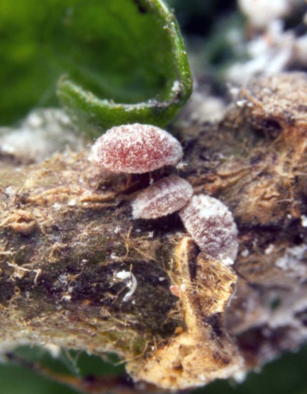 Pink hibiscus mealybug Citrus Pests