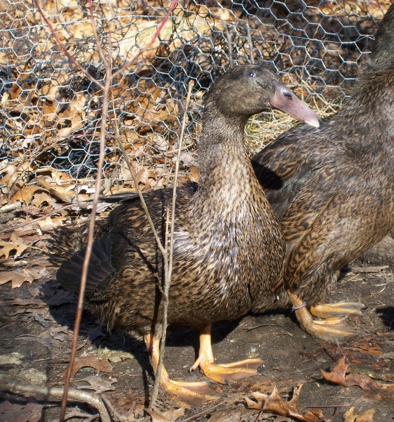 Dutch Hookbill Important Things To Note About This Duck Breed Duck life