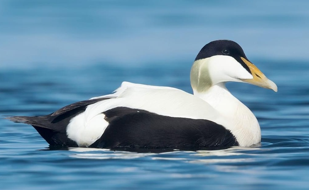 Sea ducks description pictures and more Duck life