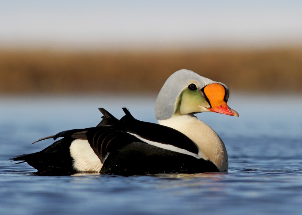 Diving ducks definition characteristics species Duck life