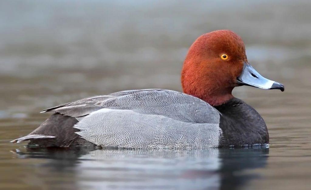 Diving ducks definition characteristics species Duck life