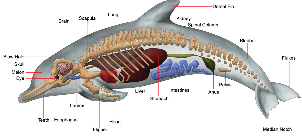 Anatomy of a dolphin