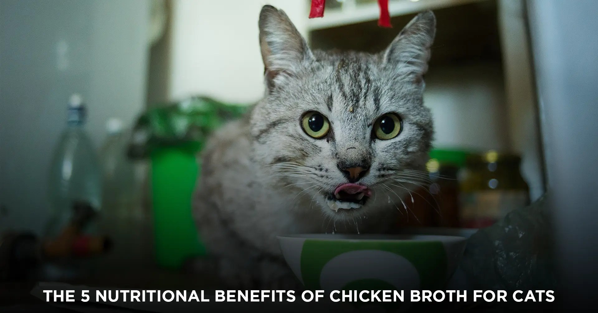 The 5 Nutritional Benefits of Chicken Broth for Cats IEMLabs Blog