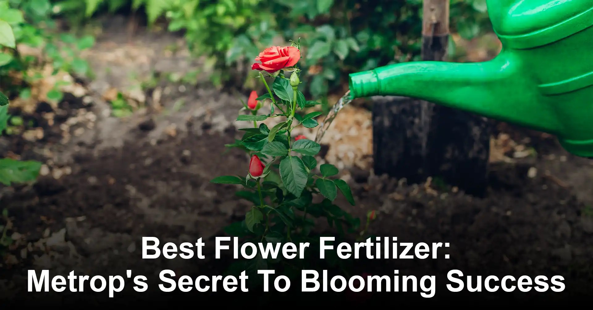 Best Flower Fertilizer Metrop's Secret To Blooming Success IEMLabs Blog