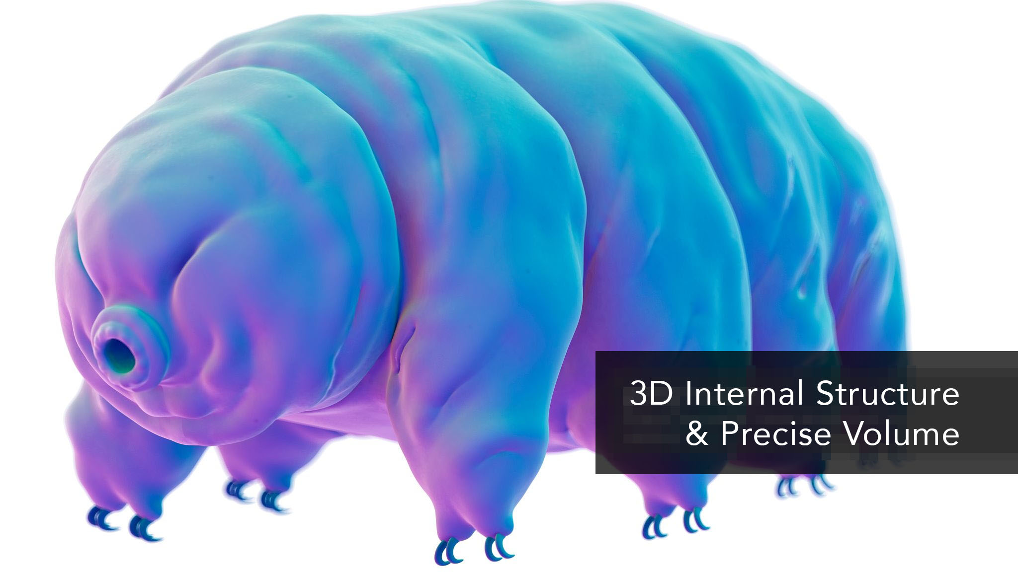 The FirstEver 3D Imaging of the Internal Structures of Water Bears
