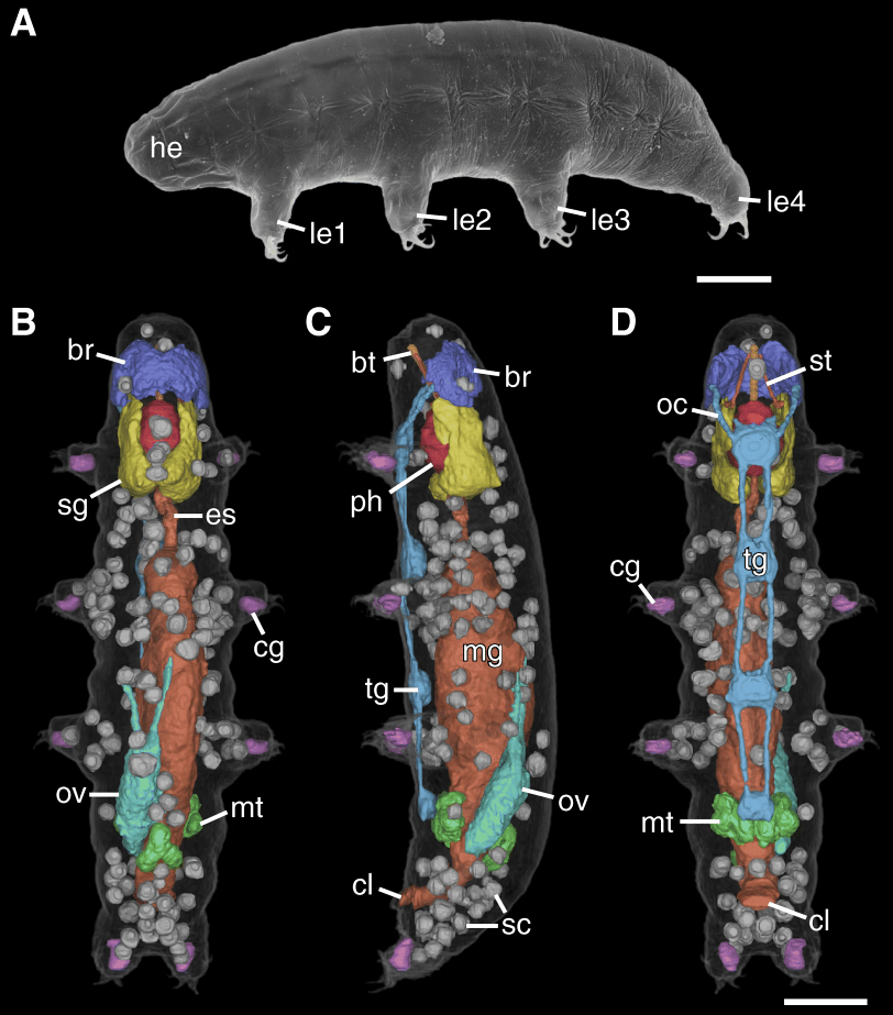 The FirstEver 3D Imaging of the Internal Structures of Water Bears