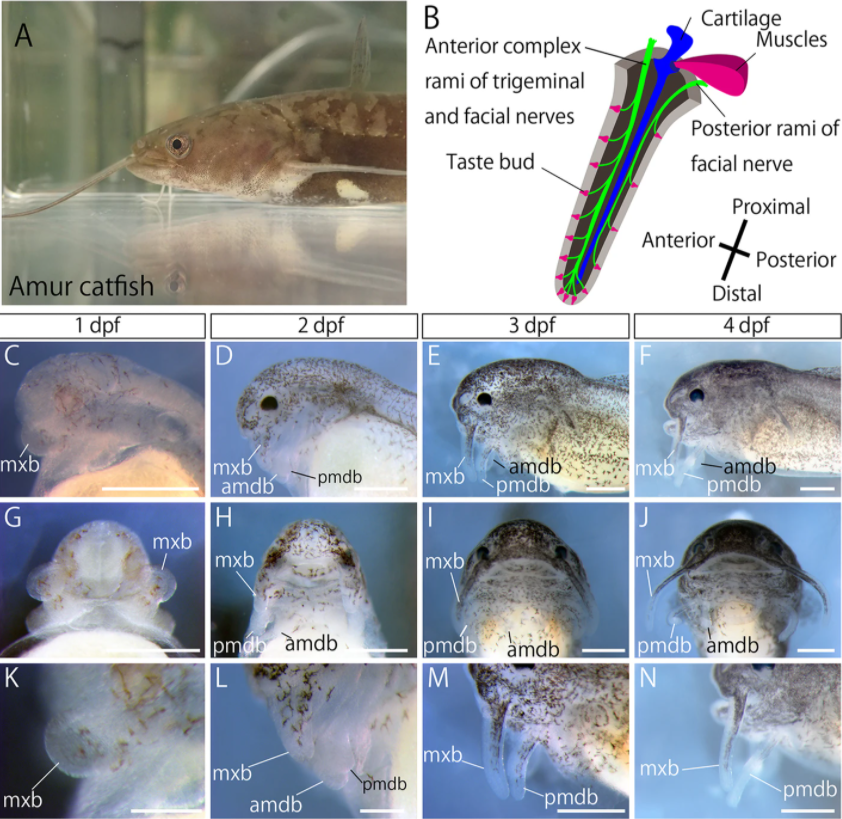 Molecular View of the Catfish Craniofacial Sensory Structure