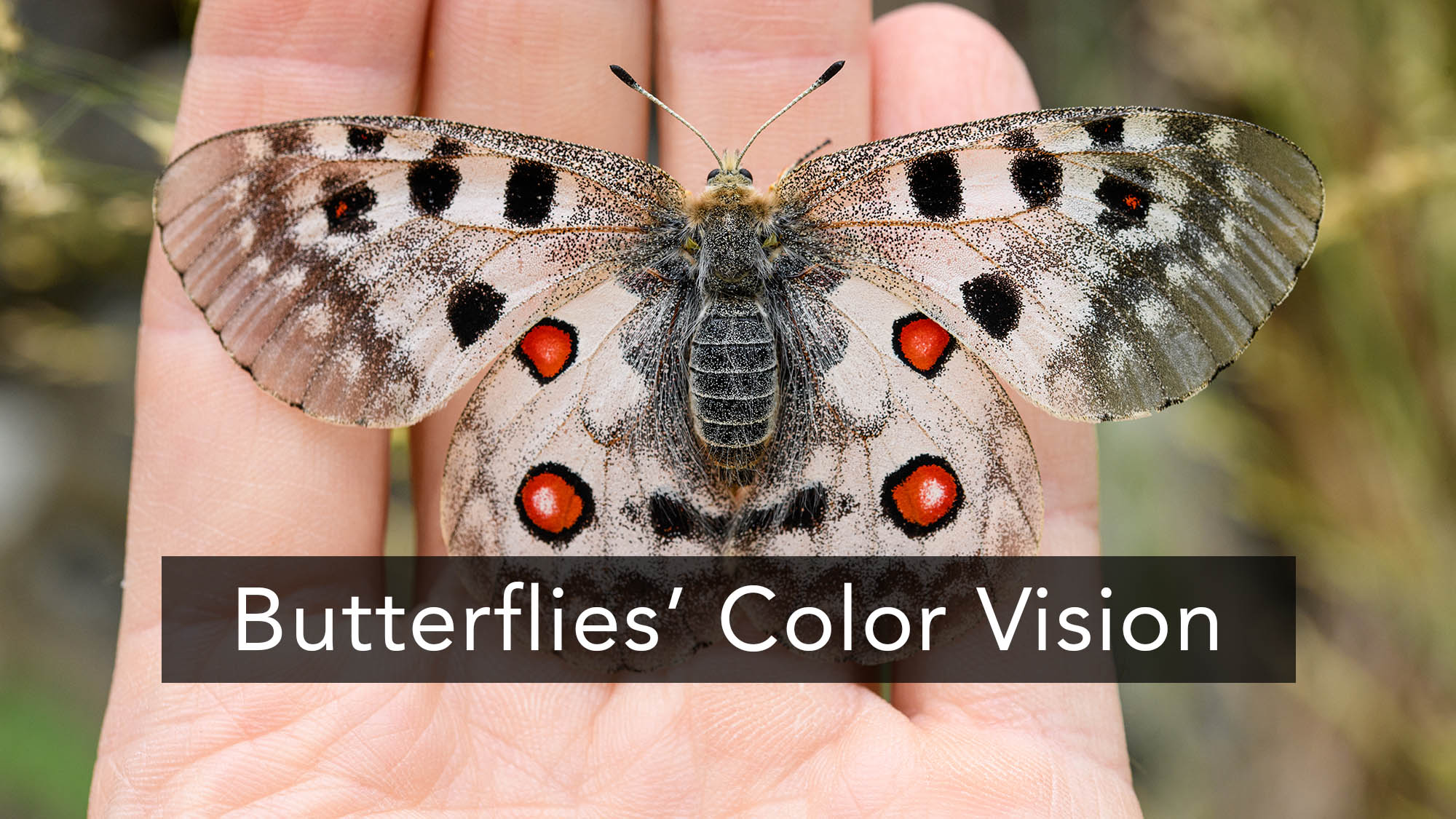 Crucial Mediating Mechanism in Color Vision of Butterfly via Heterologous Action Spectroscopy