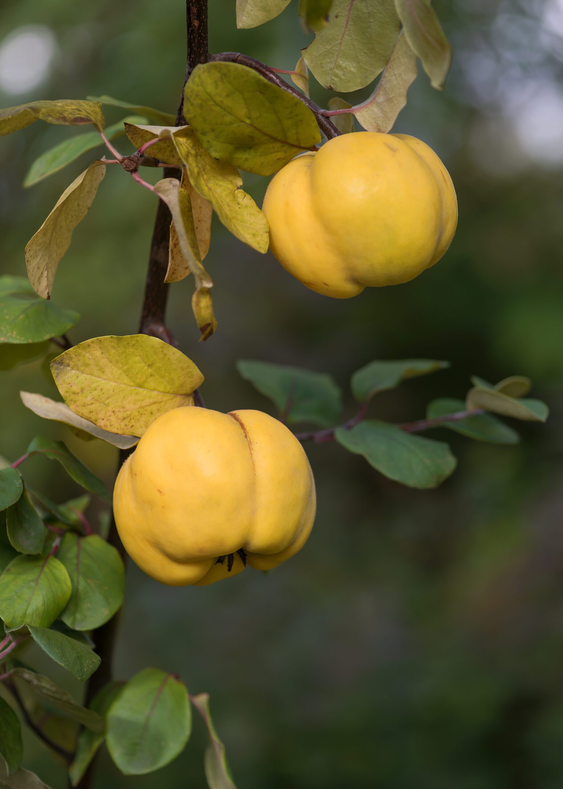 The Mysterious Quince IFANCA