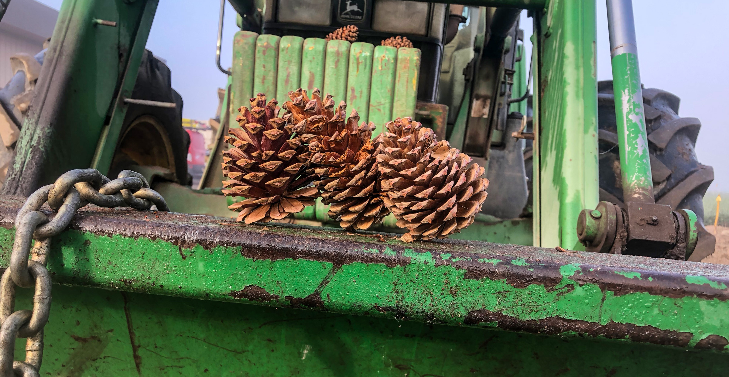 Cones and Seed