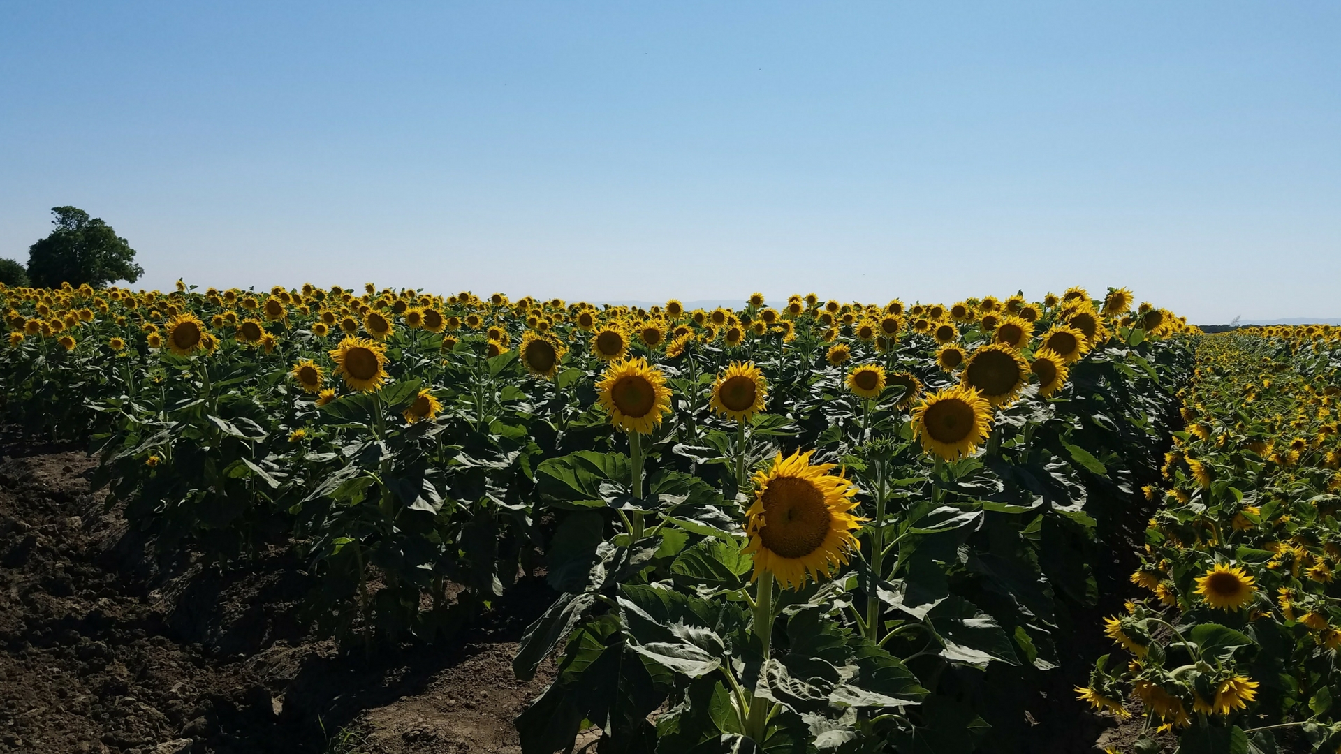 Sunflower Field Beautiful Views Davis, California.