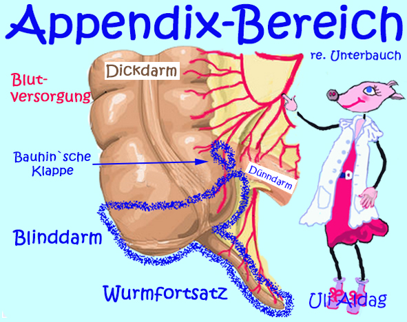 Notwendige Sackgasse, nicht einfach Blinddarm! Lymphabwehr im rechten